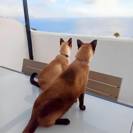 Dragon View Apartman *